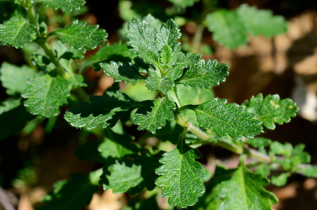 Teucrium chamaedrys / Camedrio comune